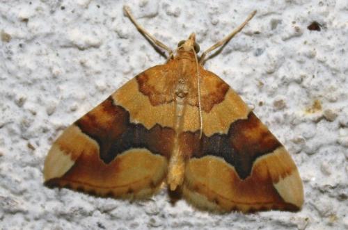Réf. 209 632 : Cidaria fulvata